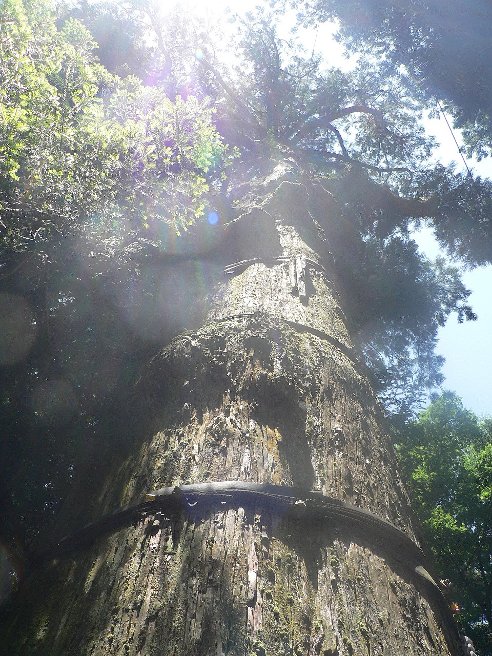 立派な巨木